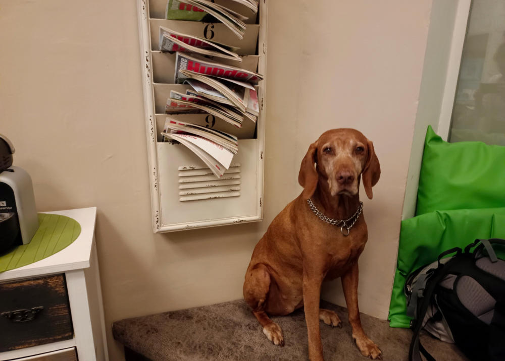 Hund wartet geduldig im Wartebereich