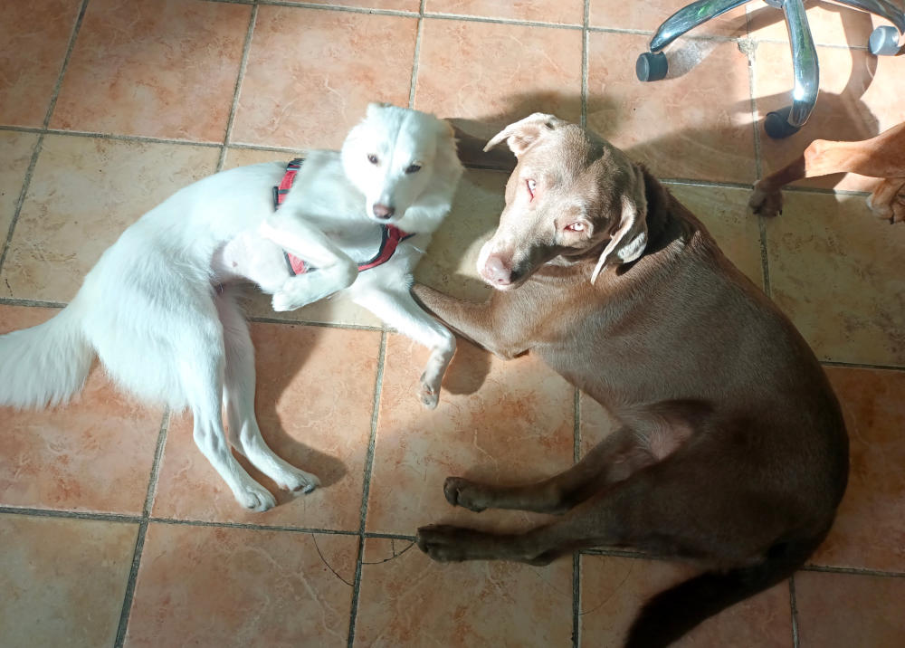 Zwei Hunde liegen gemeinsam am Praxisboden