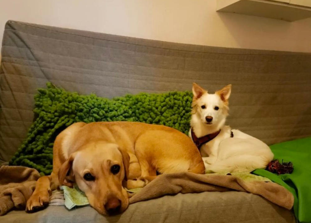 Zwei Hunde entspannen gemeinsam auf dem Sofa