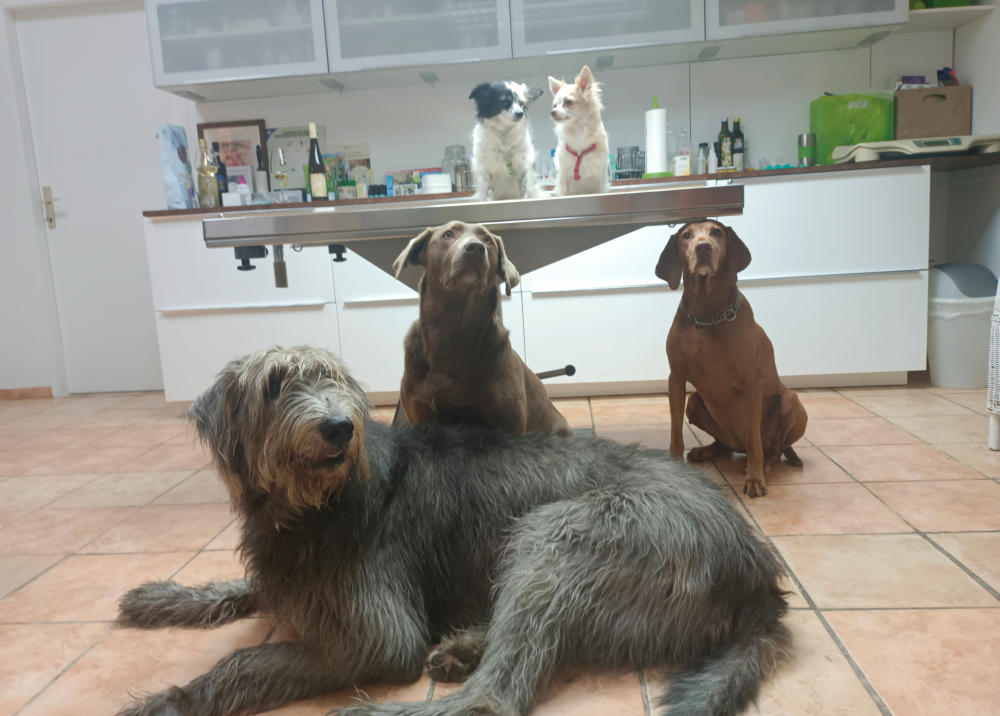 Mehrere Hunde warten gemeinsam in der Praxis