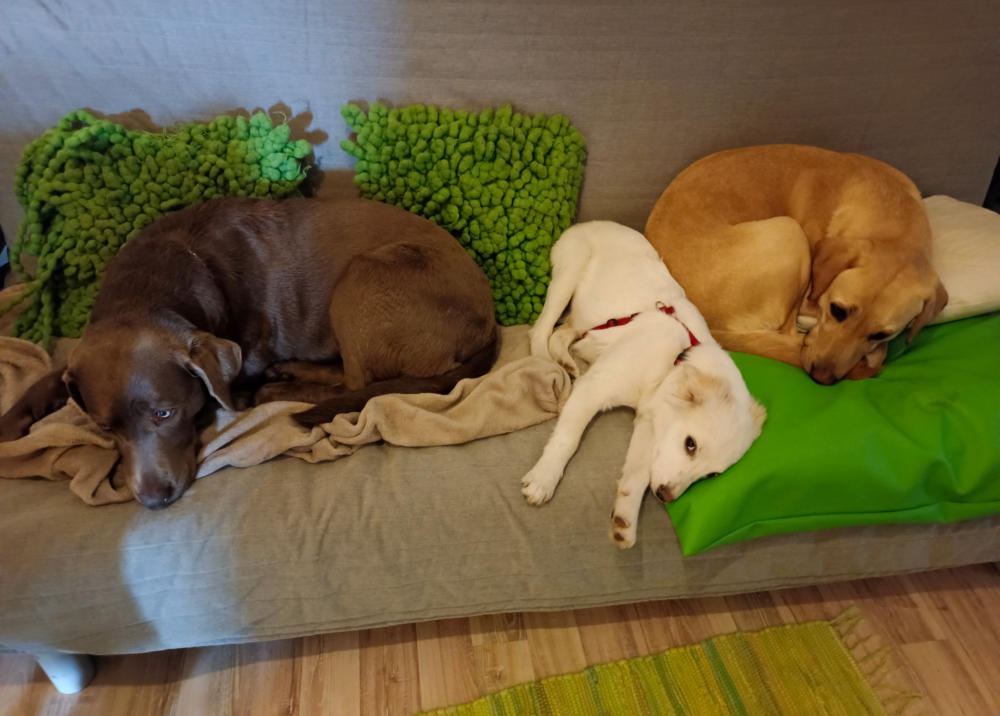 Drei Hunde kuscheln gemeinsam auf einer Decke