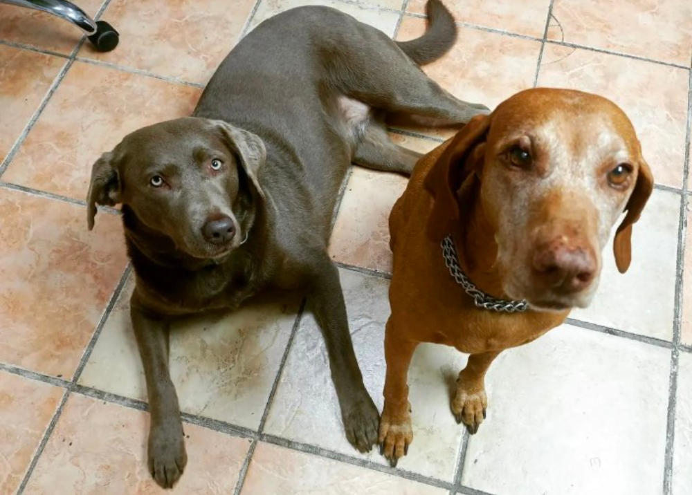 Zwei Hunde beim Fototermin in der Praxis