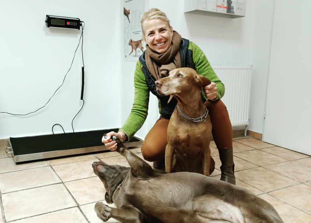 Tierärztin bei der Untersuchung von zwei Hunden im Behandlungsraum